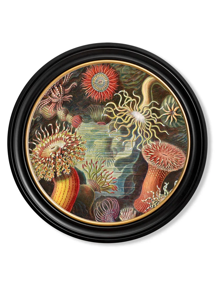 Haeckel Flora and Fauna - Sea Anemone - 70cmx70cm & 44cmx44cm 1